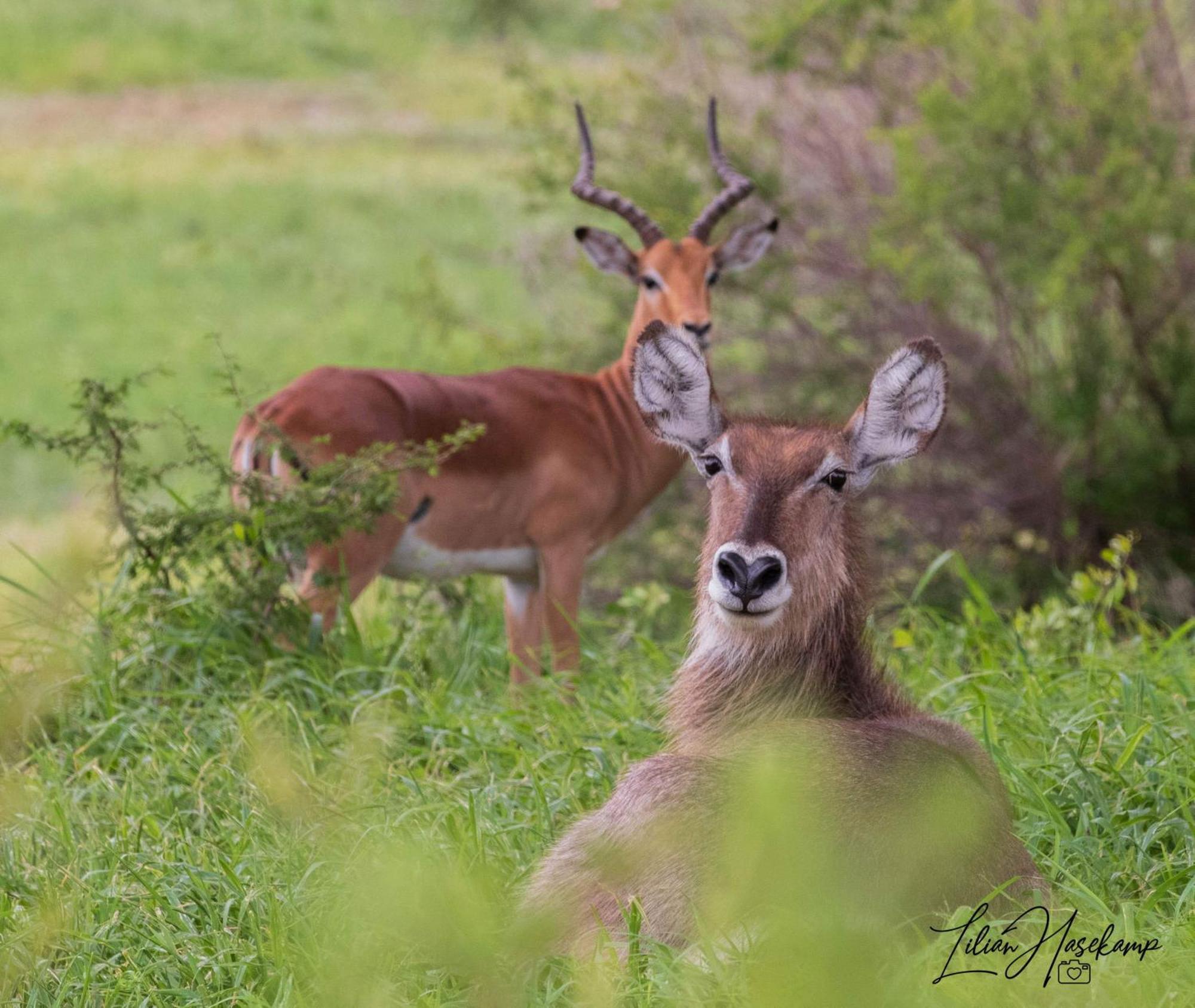 Hasekamp Family Bush Lodge Hoedspruit Kültér fotó